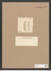 Diatomeae indet. Zeichnungen Sammlung Grunow Nr. 3318 (NHMW-BOT-W0370816)